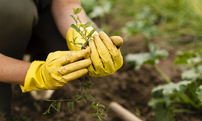 Forestry mulching & land clearing